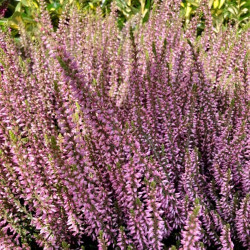 Bruyère Calluna Garden Girl Rose