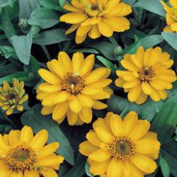 Zinnia Profusion Yellow