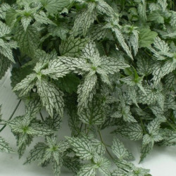 Lamium Silver