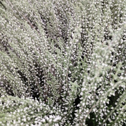 Bruyère Calluna Garden Girl Blanc