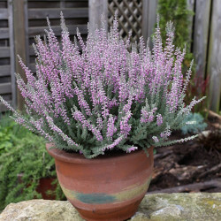 Bruyère Calluna Garden Girl Mauve