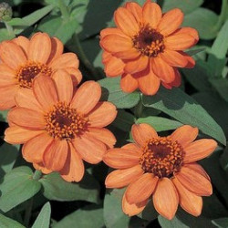 Zinnia Profusion Deep Abricot