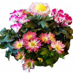 C555T - Coupe couleur 5 plantes fleuries