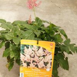 Astilbe Japonicus Peach Blossom Rose