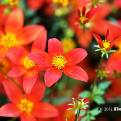 Bidens Hawaiin Flare Red Drop