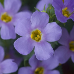 Bacopa bleu