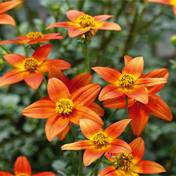 Bidens Sunrise Star