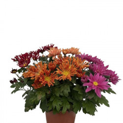 Chrysanthème Américain tricolor