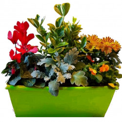 J5PL - Jardinière 40 cm 5 plantes