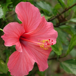 Hibiscus Mixte P12