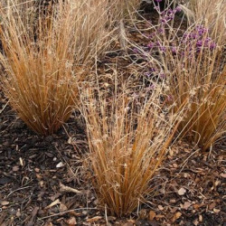 Carex Buchananii Red Rooster