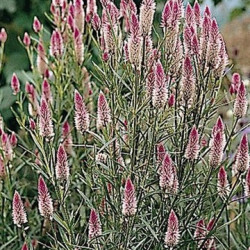 Célosie Spicata Flamingo Feather