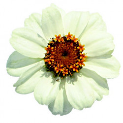 Zinnia Profusion Blanc