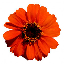 Zinnia Profusion Orange