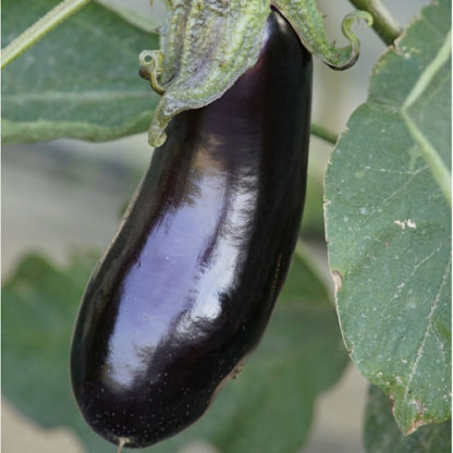 Aubergine Picola Mini