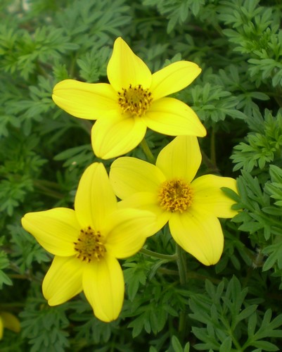 Bidens Jaune