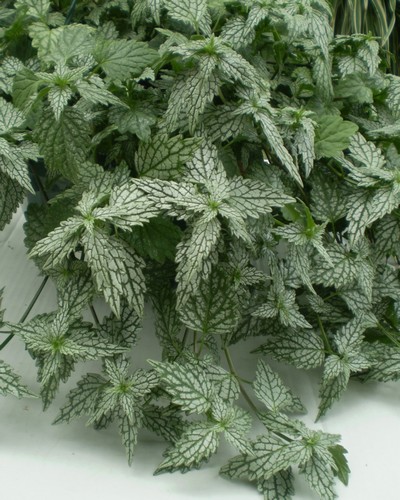 Lamium Silver