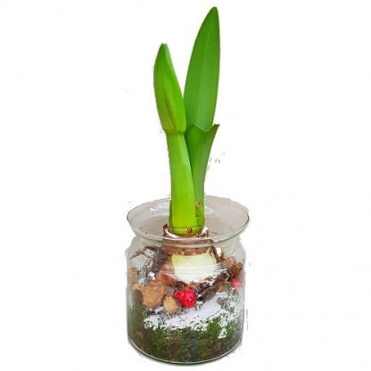 AMARY2/Amaryllis Verrerie Nature  (2)