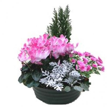 C27 - Cpe couleur 4 plantes