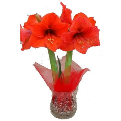 AMARY2/Amaryllis verrerie + perles (2)