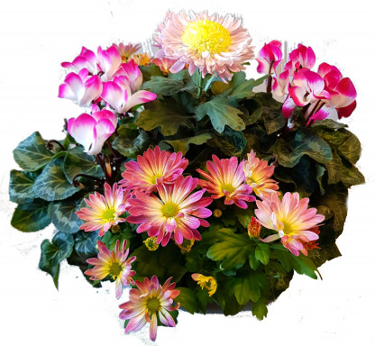 C555T - Coupe couleur 5 plantes fleuries