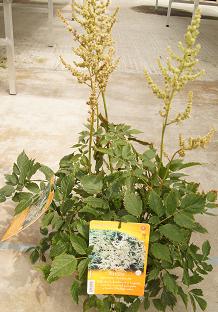 Astilbe Japonicus Avalanche Blanche