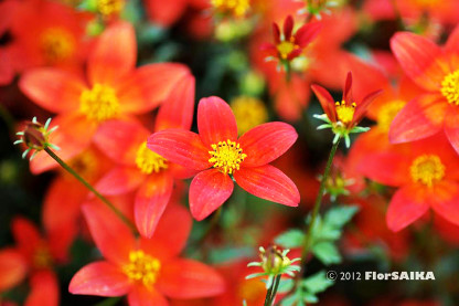 Bidens Hawaiin Flare Red Drop