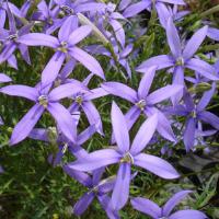 Isotoma laurentia bleu