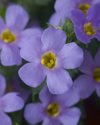 Bacopa bleu