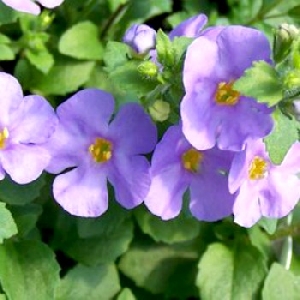 Bacopa Cabana Jumbo Lavender