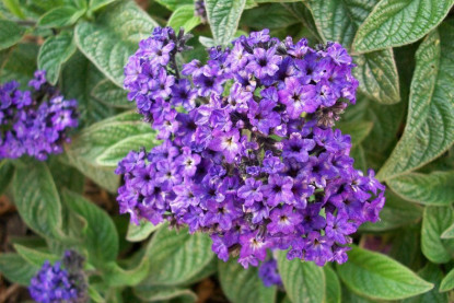 Heliotrope odorant Bleu Scentropia