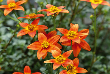 Bidens Sunrise Star