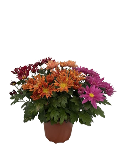 Chrysanthème Américain tricolor