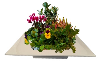 CARMET25 - 5plantes