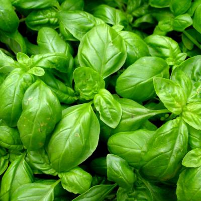 Basilic TRY BASIL