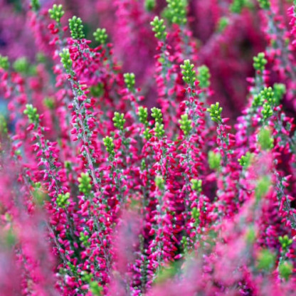 Bruyère Vulgaris Calluna Beauty Ladies