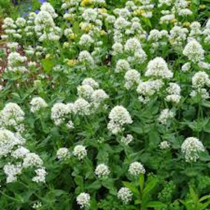 Centranthus Ruber Albus