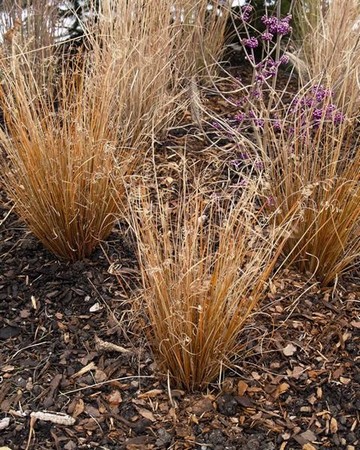 Carex Buchananii Red Rooster