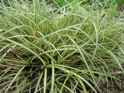 Carex morowi Variegata