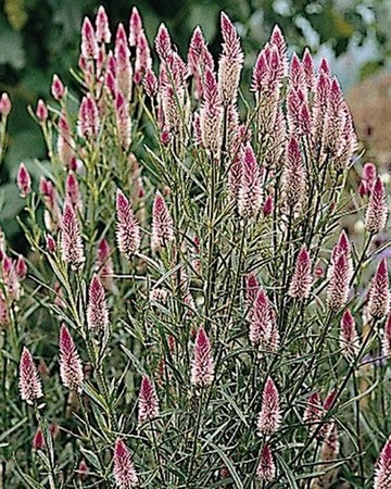 Célosie Spicata Flamingo Feather