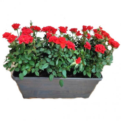 EXT/Jardiniere40 x3 Rosier  (1)