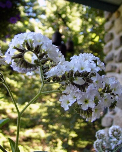 Heliotrope Blanc