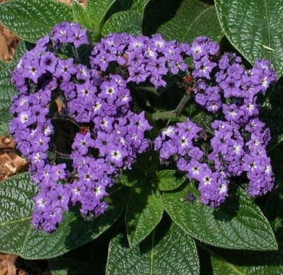 Heliotrope Marine Deep Purple