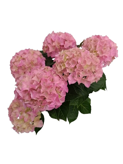 Hortensia Hydrangea de jardin