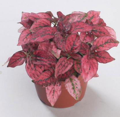 Hypoestes Confetti Rouge