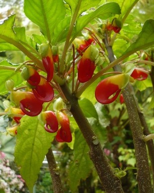 Impatiens Bec de Perroquet