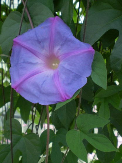 Ipomée Grimpante Bleue