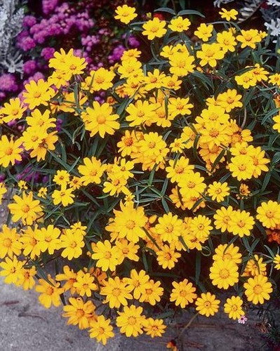 Zinnia Star Jaune d'Or