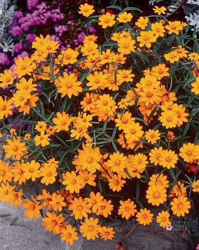 Zinnia Star Orange