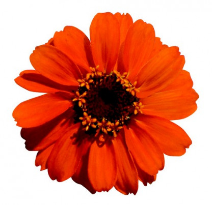 Zinnia Profusion Orange